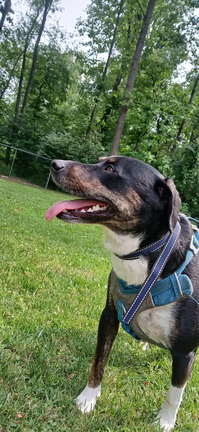 A dog in a blue harness looking up, relaxed, with trees behind