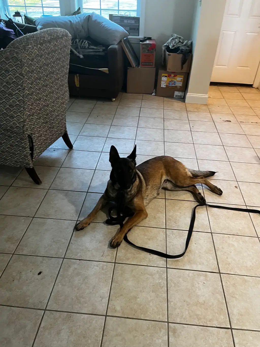 A Belgian Malinois lying calmly on a tiled floor with a long training lead