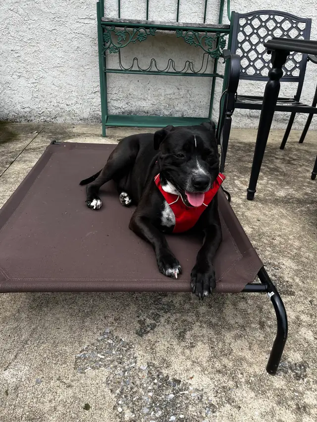 A black dog in a red bandana settled on a raised dog cot at home