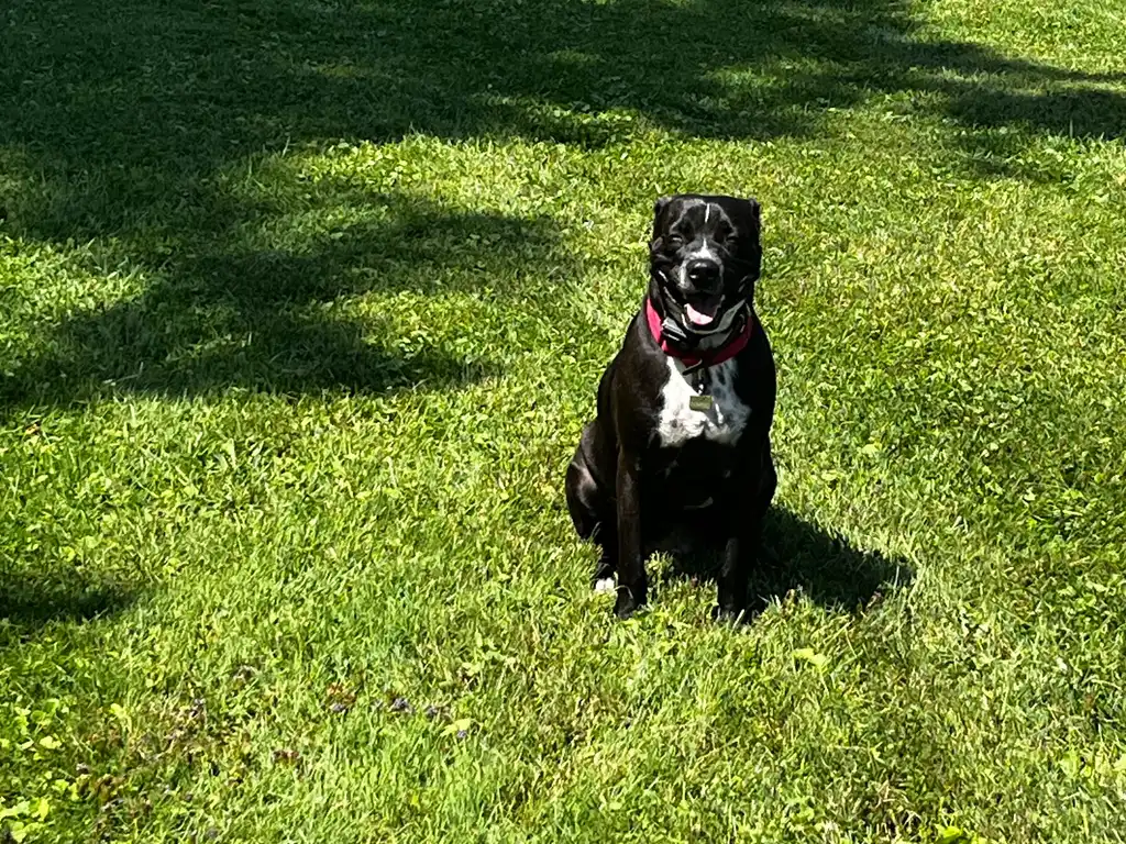 A black dog in a red collar sitting on a lawn, waiting for the next cue
