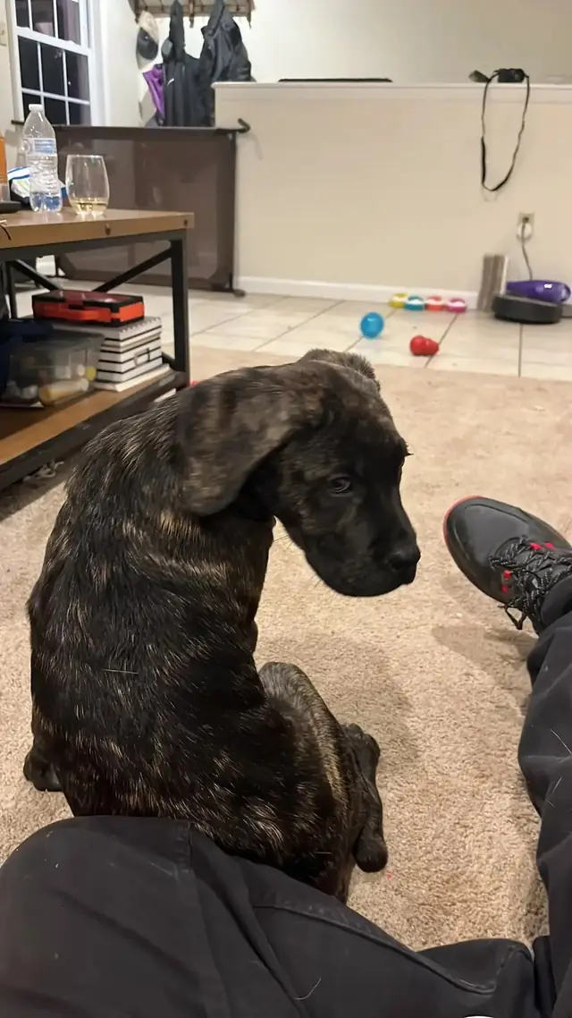 Puppy Biting and the First Weeks Home: Bite Inhibition, Chewing, Crate and Potty Basics