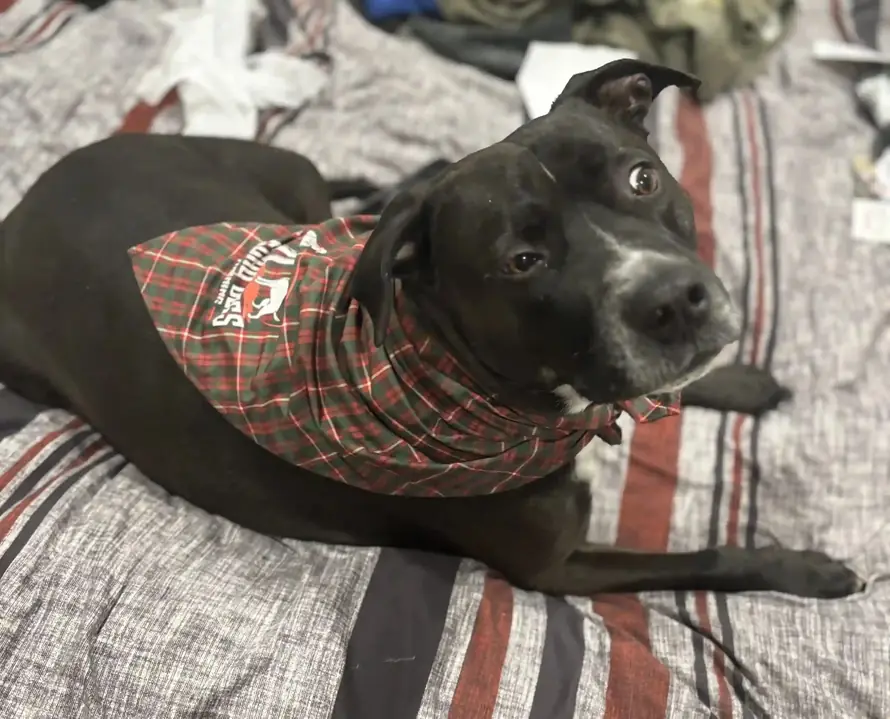 Domino, Anthony's rescue dog, resting on a bed in a plaid bandana